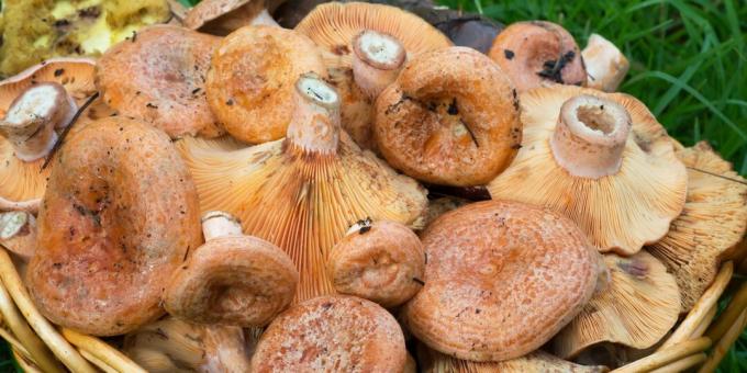 Come e quanto cuocere i funghi: funghi crudi