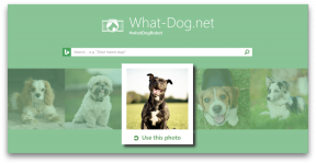 Fetch - innovazione di Microsoft, che prenderà il vostro cane nella foto