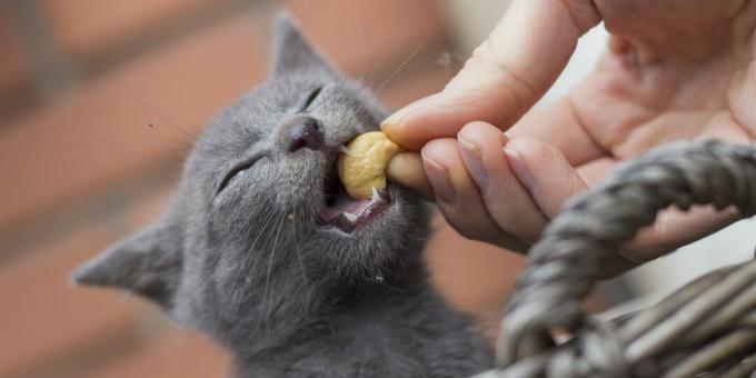 Come nutrire un gatto blu russo