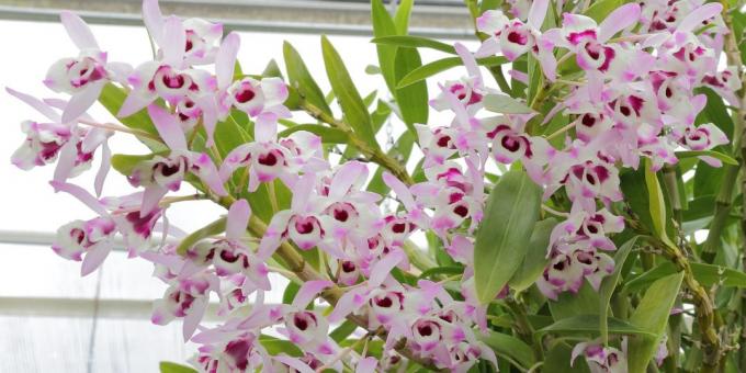 Come prendersi cura di orchidee Dendrobium