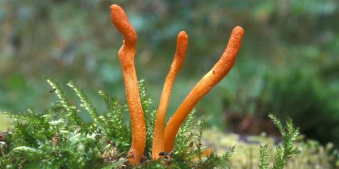 Adaptogens popolari: Cordyceps