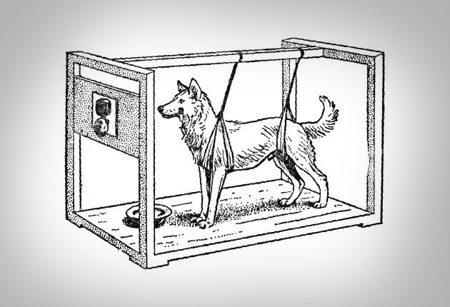 Cane di Pavlov e la risposta alla chiamata