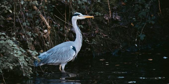 Sopravvivenza alla fauna selvatica: non cercare l'acqua con gli uccelli