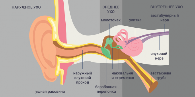 Tubo-otite: struttura dell'orecchio 