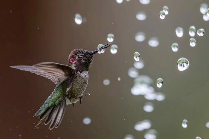 Le migliori foto di uccelli del concorso della National Audubon Society