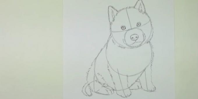 Disegnare uno shorstku cane