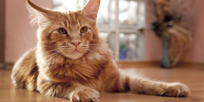 Maine Coon: carattere