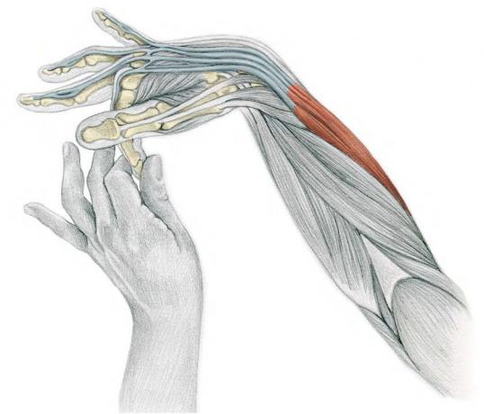 Stretching Anatomy in immagini