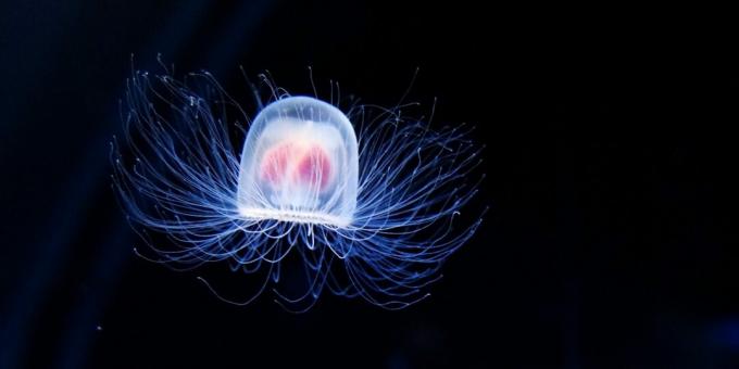 Animali insoliti: meduse immortali