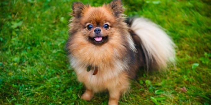 allevare cani per gli appartamenti: Pomerania