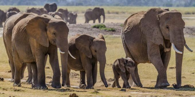 Idee sbagliate e fatti sugli animali: i vecchi elefanti hanno un posto speciale in cui morire