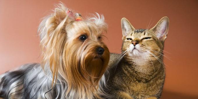Yorkshire Terrier: carattere