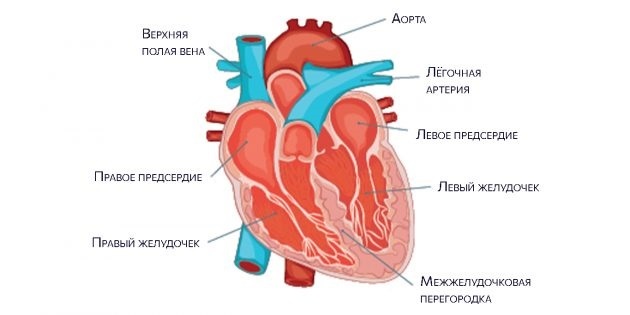 Anatomia del cuore