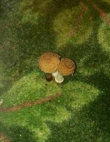 alberghi orribili: funghi in camera