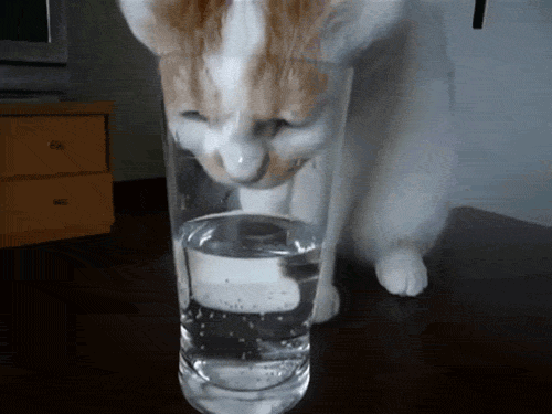 acqua potabile Cat