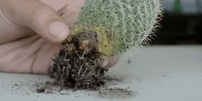 Come prendersi cura di cactus: Rot