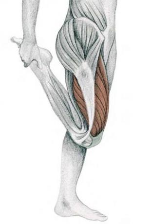 anatomia di stretching