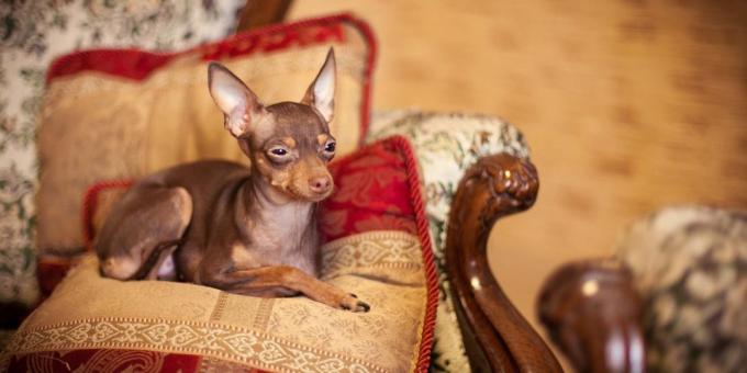 cane in appartamento: Toy Terrier