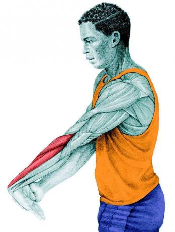 Anatomia di stretching: allungamento dei estensori dell'avambraccio