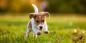 Come cambierà la tua vita con un cucciolo: 7 paure principali degli allevatori di cani alle prime armi