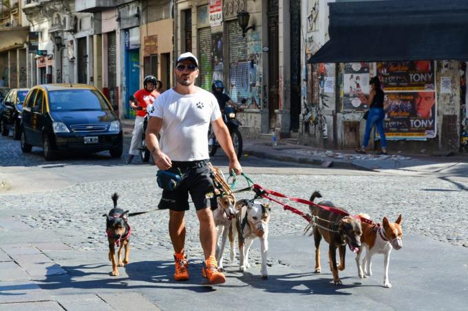 visitare l'Argentina: Cani
