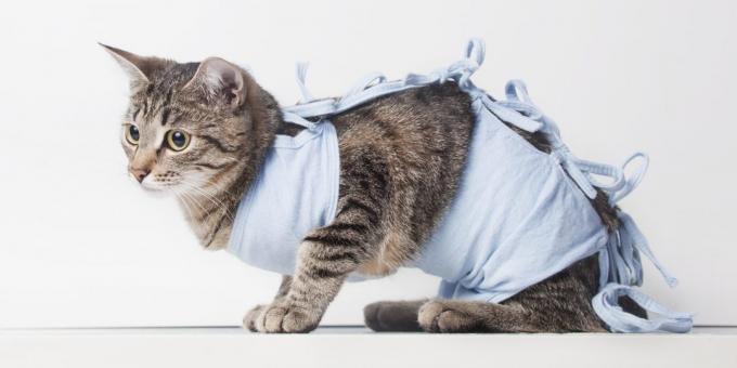 Sterilizzazione gatti: coperta