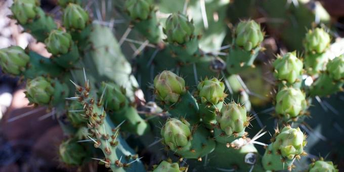 Come prendersi cura di cactus: gemme cactus espulsi