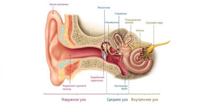 Se il bambino ha dolore alle orecchie, c'è un motivo fisiologico per questo