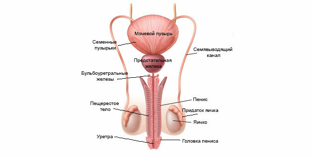 Eiaculazione: la struttura del sistema riproduttivo maschile