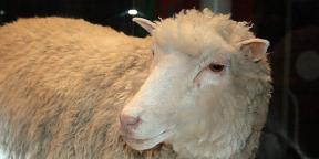 Cosa è cambiato nel mondo della clonazione dai tempi della pecora Dolly