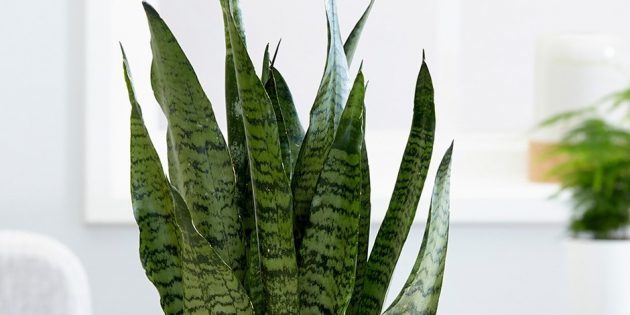 piante d'appartamento Ombra: sansevieriya zeylanika