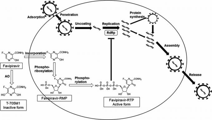 Il meccanismo d'azione di favipiravir, sulla base del quale è stato sviluppato Avifavir