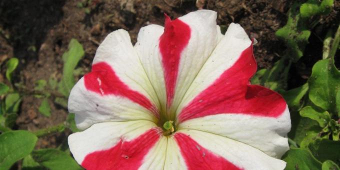 fiori senza pretese per aiuole: grandiflora Petunia