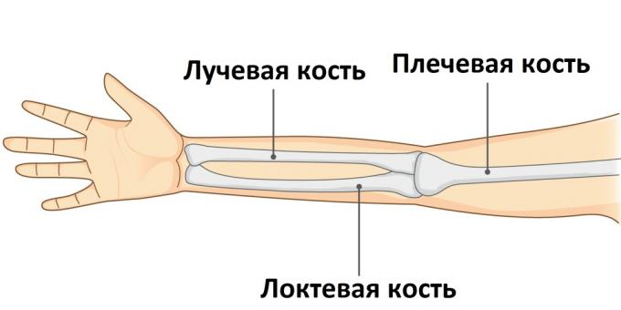 Quando un braccio è rotto, una delle sue tre ossa è ferita.