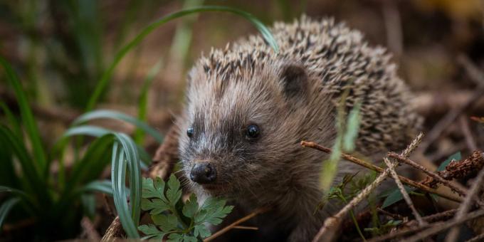 Idee sbagliate e fatti interessanti sugli animali: i ricci portano le mele sulla schiena