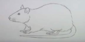 15 modi per disegnare un topo o un topo