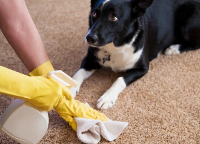 Come pulire il tappeto da urina animale domestico