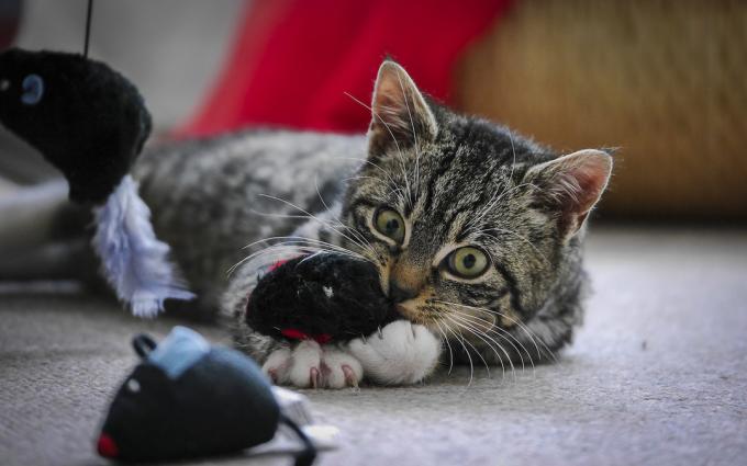 Giocattoli per gatti: l'intrattenimento interattivo