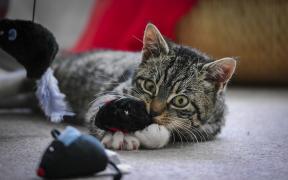 Giocattoli per i gatti: come non portare il vostro animale domestico in mente