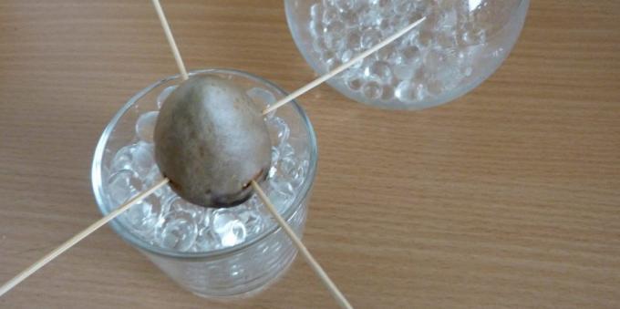 Come far crescere un avocado da una pietra: la pietra in un bicchiere con idrogel