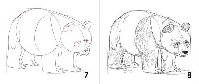 Come disegnare un panda