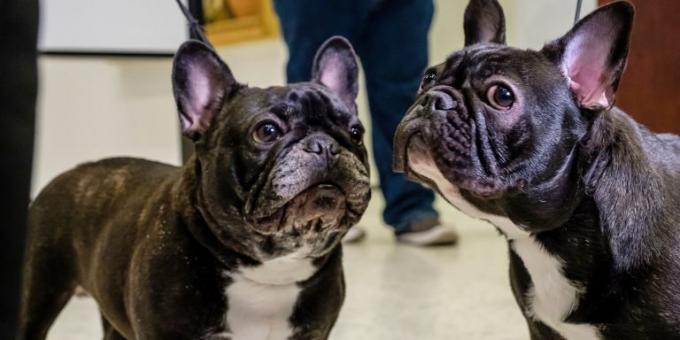 razza del cane per un appartamento: un bulldog francese 