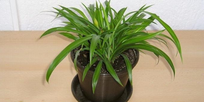 piante di casa Ombra: Chlorophytum
