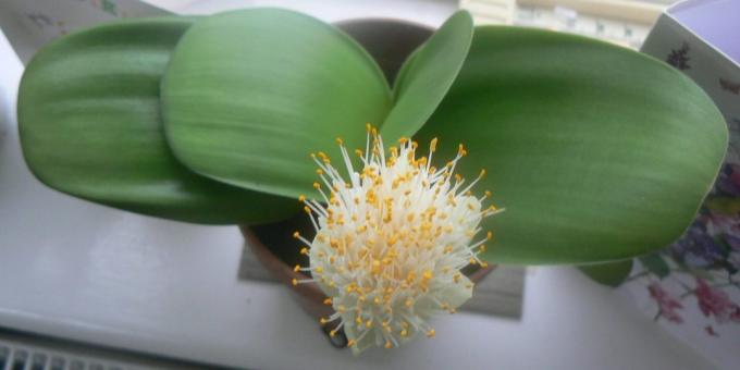 Camera fiori bulbose: Haemanthus