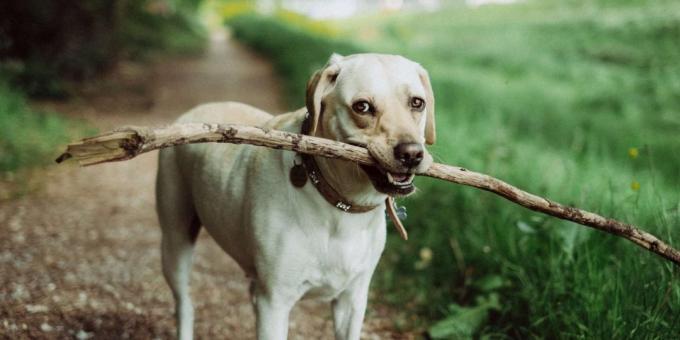 Addestramento del cane: Oporto