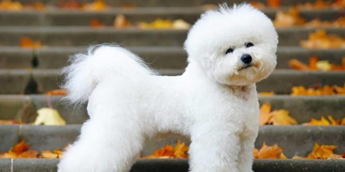 allevare cani in appartamento: Bichon Frise