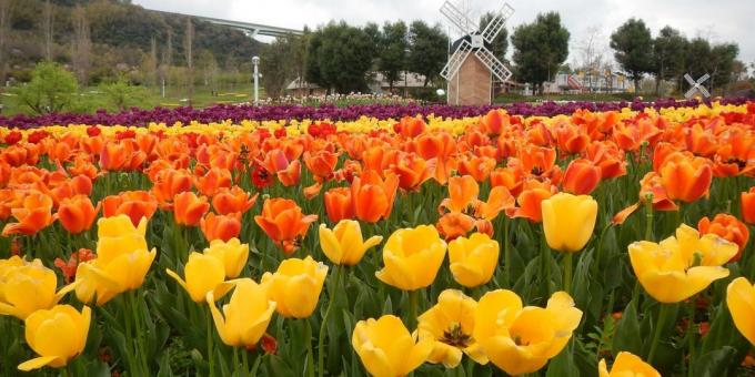 Campo di tulipani, Paesi Bassi