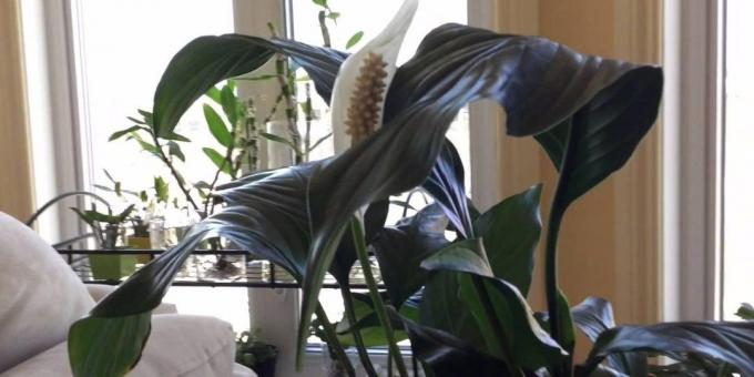 Cura Spatifillo a casa: Dove mettere Spathiphyllum