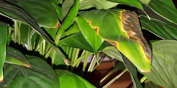 Cura Spatifillo a casa: Come trattare Spathiphyllum se c'erano macchie sulle foglie