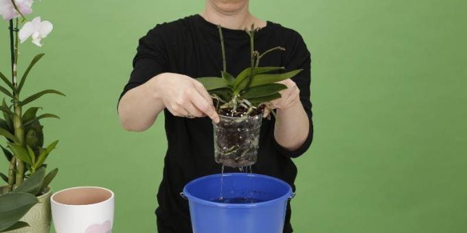 Come Orchid acqua: rilanciare il piatto per sbarazzarsi di acqua in eccesso